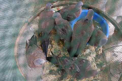 新鸟种，捕鸟者及“虎牙哥哥”