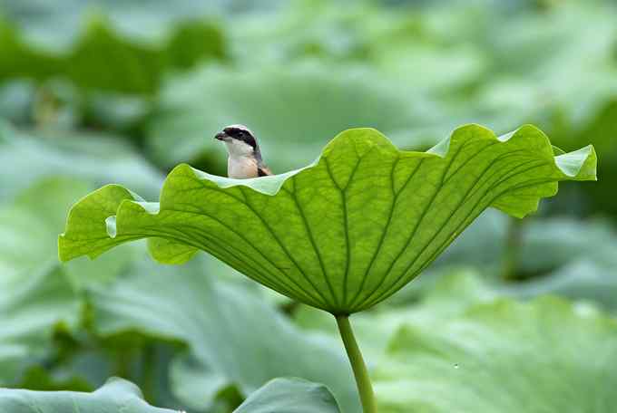 一个小妖怪 雪白的妖怪