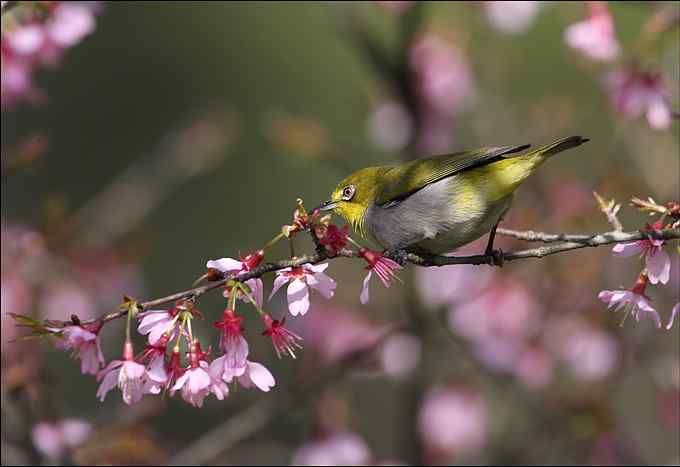 暗绿绣眼鸟与樱花的香吻