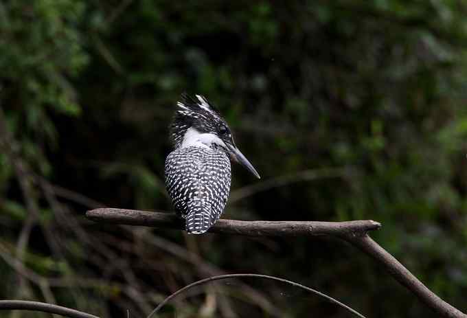鱼狗与蜂虎——董寨拍鸟系列之二