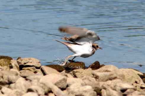 鸟人大山雀的“风采”