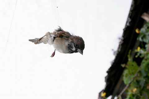 稻田上空布罗网　飞鸟到此皆折翅
