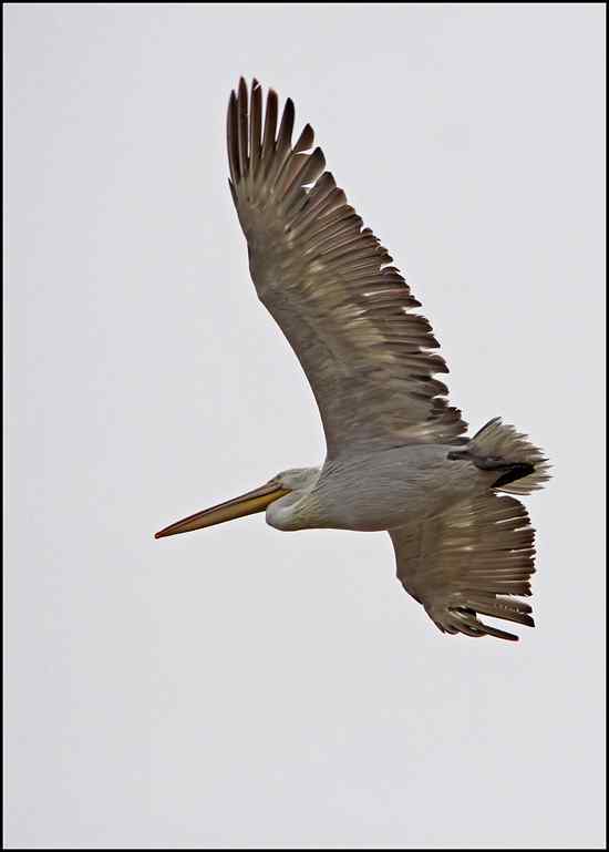 “30多只鹈鹕”把我骗了出来
