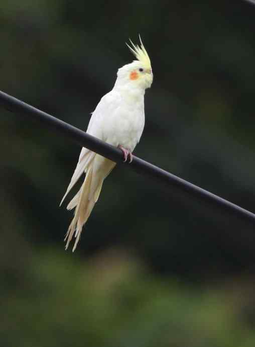 一个小妖怪 雪白的妖怪