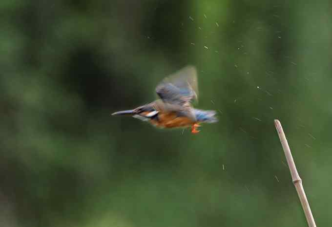 小小翠鸟,哥俩好,真可爱 小小翠鸟,哥俩好,真可爱