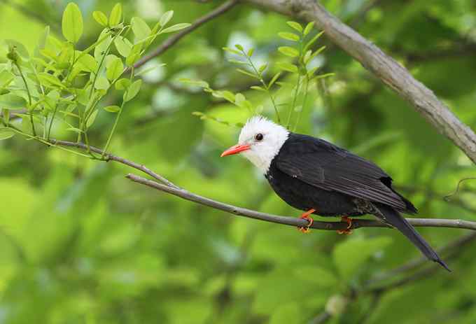 拍鸟的三种“流派”:鸟种派、艺术派、快乐派