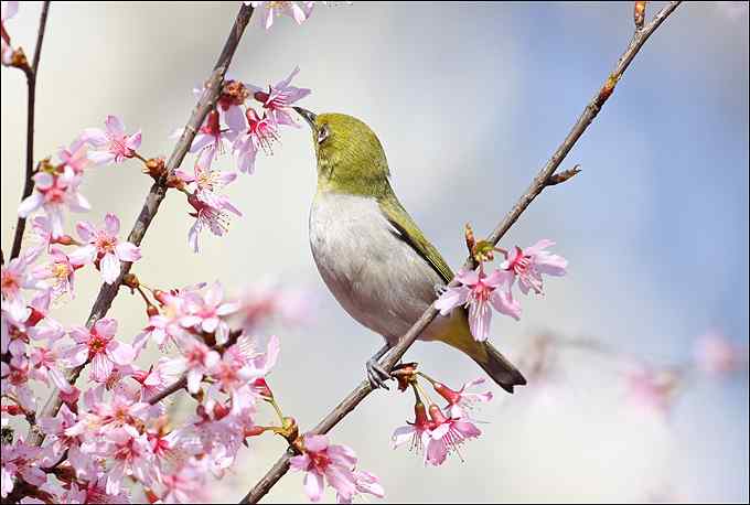 暗绿绣眼鸟与樱花的香吻