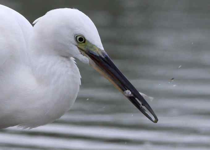 白鹭也是鸟 只有白鹭可以拍摄