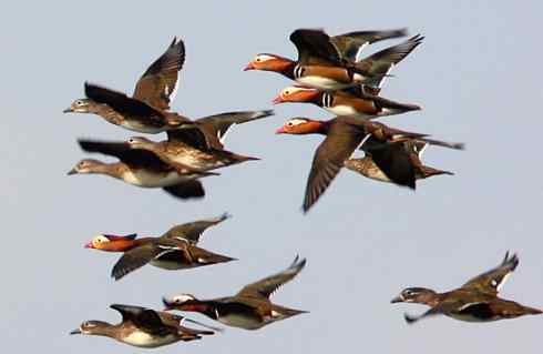 我心飞翔 多张鸟图