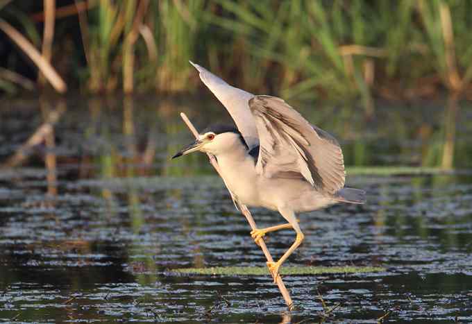菜鸟，全是菜鸟
