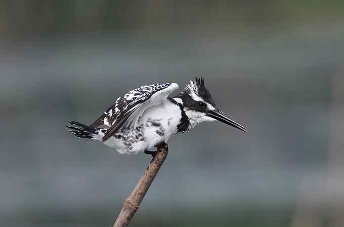 摄影师大山雀痛快拍斑鱼狗 摄影师大山雀痛快拍斑鱼狗