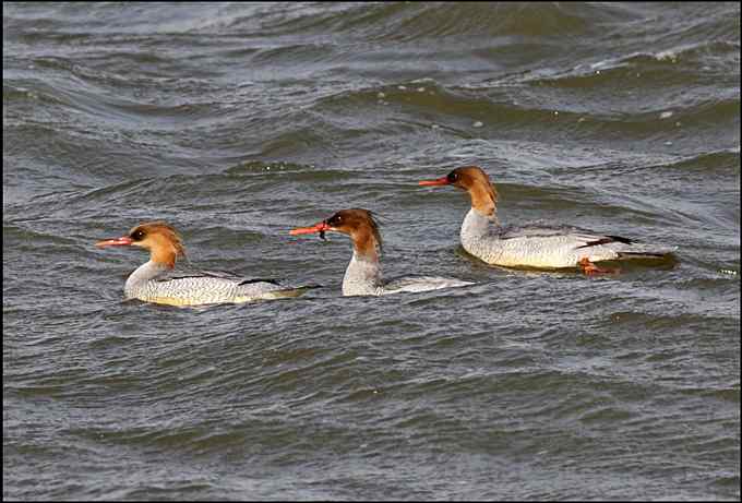 中华秋沙鸭。枪击打鸟