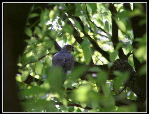 死死地瞪着我的凤头鹰，狭路相逢！