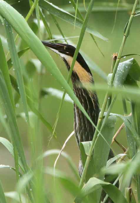 菜鸟，全是菜鸟