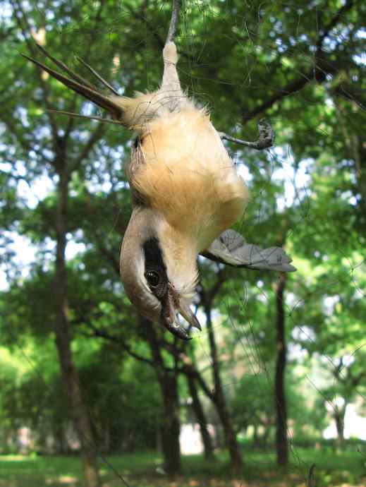 公园里竟有捕鸟网,可恶的很! 公园里竟有捕鸟网,可恶的很!