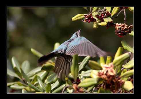 扑向2008 铜蓝鶲