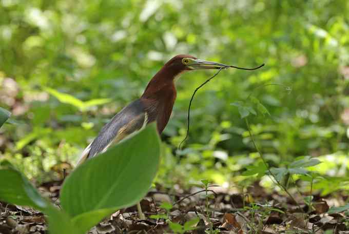 宁波大学拍鸟记 宁波大学拍鸟记