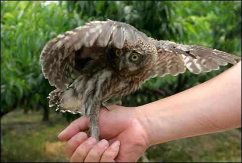折翅的斑头鸺鹠