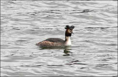 这么有型的头型不多见 凤头鸊鷉