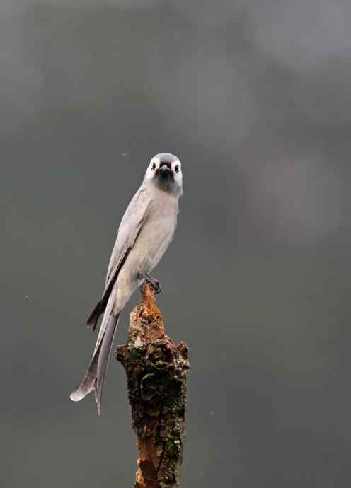 婺源 灰卷尾是大菜鸟 婺源 灰卷尾是大菜鸟