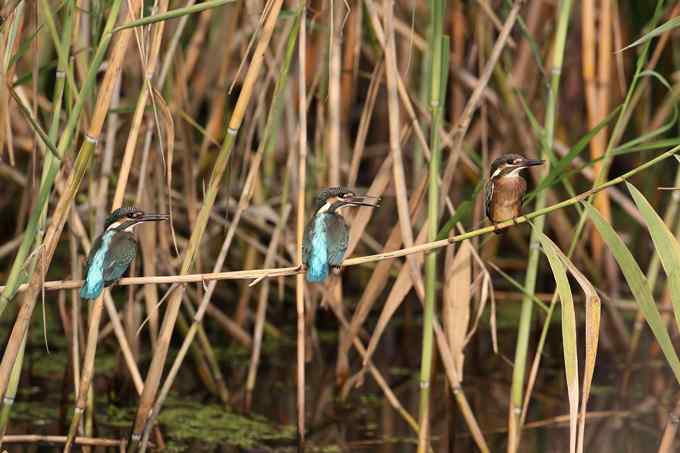 小小翠鸟,哥俩好,真可爱 小小翠鸟,哥俩好,真可爱