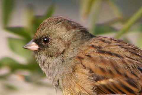 总算把你拍清楚了 灰头鹀