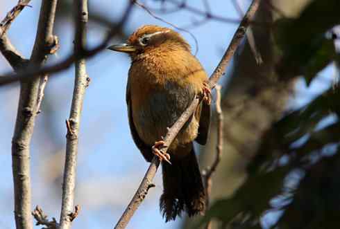 画眉:既放我,何抓我? 画眉:既放我,何抓我?