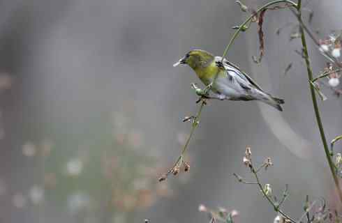 黄雀在后 黄雀在后
