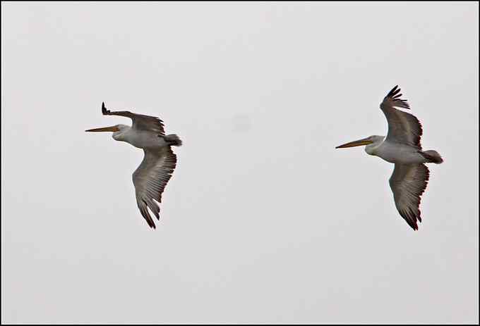 “30多只鹈鹕”把我骗了出来