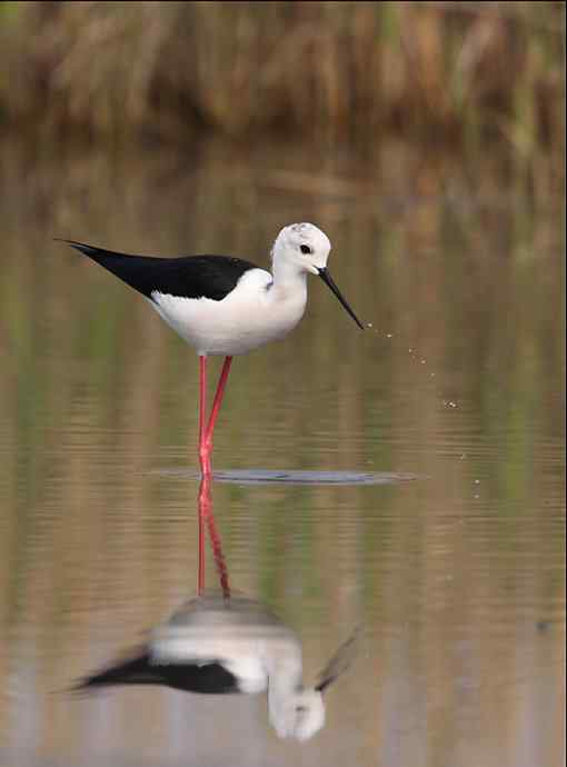 鸟越来越难拍了 鸟越来越难拍了