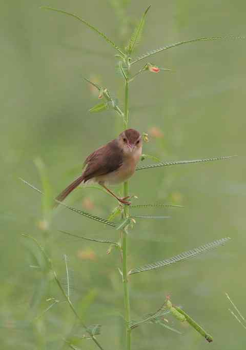 草丛中的小不点 褐头鹪莺