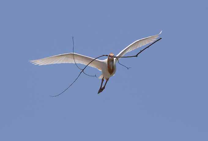 宁波大学拍鸟记