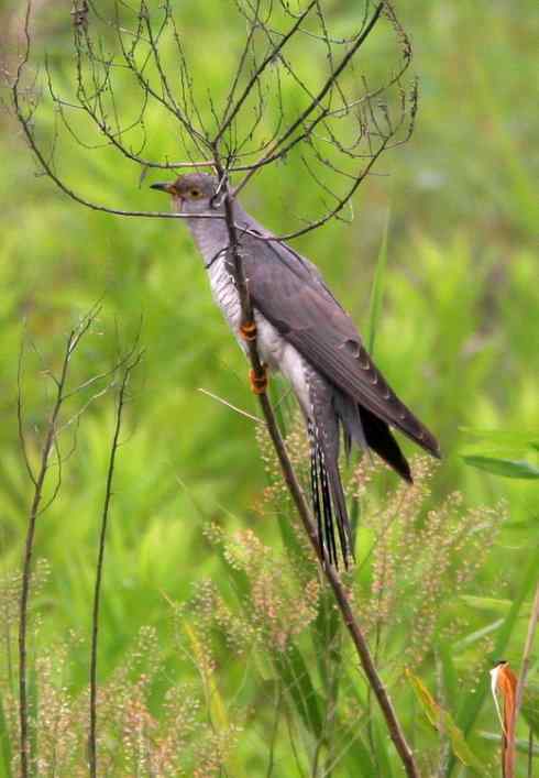 有东方大苇莺的地方往往就会有杜鹃 寄生成性的杜鹃