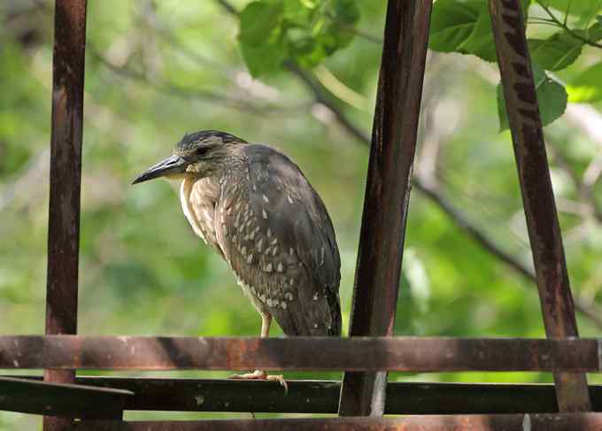 宁波大学拍鸟记 宁波大学拍鸟记