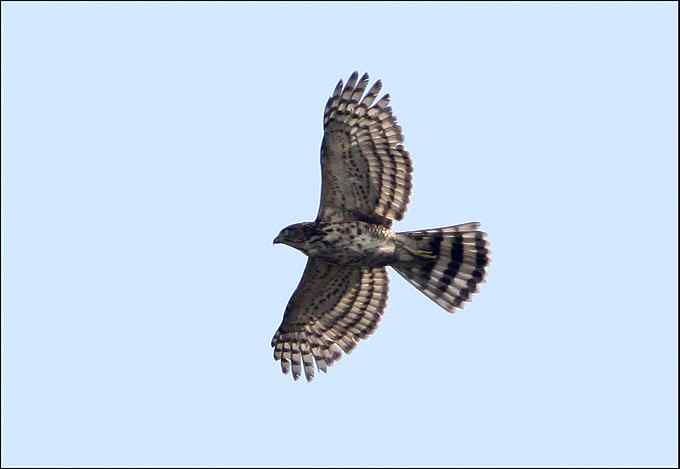 过瘾!银喉长尾山雀 过瘾!银喉长尾山雀