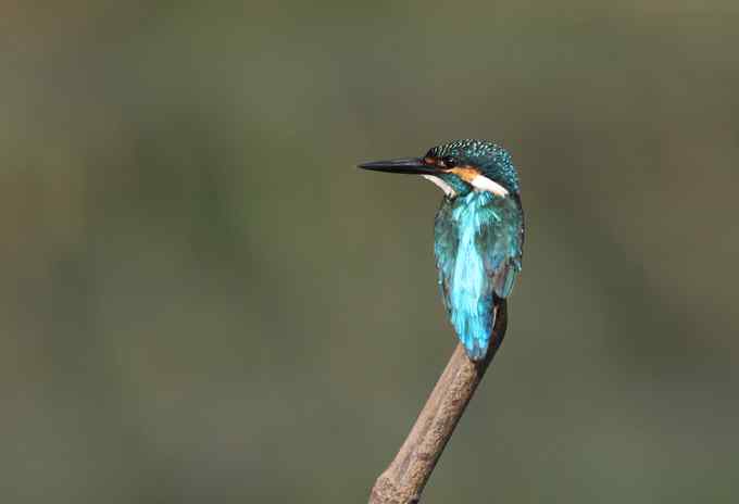 小小翠鸟,哥俩好,真可爱 小小翠鸟,哥俩好,真可爱