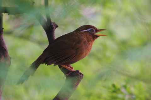 画眉 怀疑它是来自笼中的逸鸟