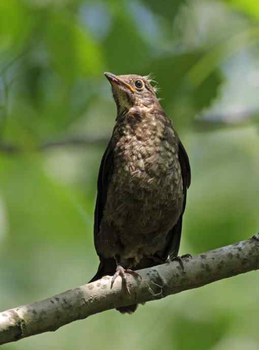 宁波大学拍鸟记 宁波大学拍鸟记
