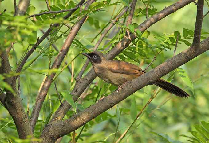 在世俗与自然之间穿行