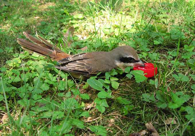 公园里竟有捕鸟网,可恶的很! 公园里竟有捕鸟网,可恶的很!