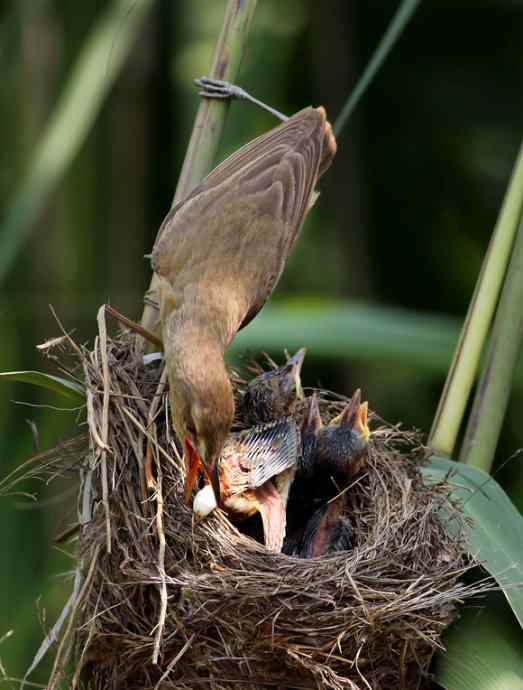 请注意小鸟的屁股! 请注意小鸟的屁股!
