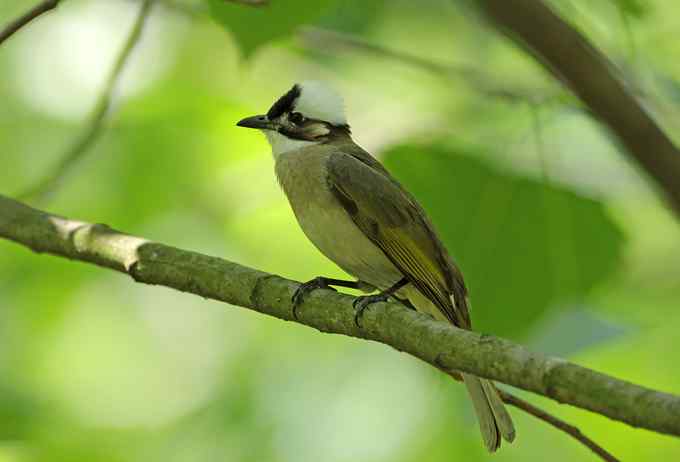 宁波大学拍鸟记 宁波大学拍鸟记