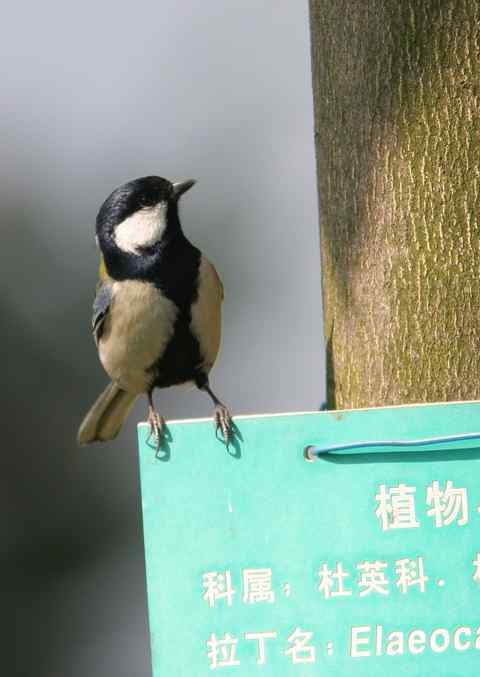 嗨，我是大山雀！大山雀拍大山雀