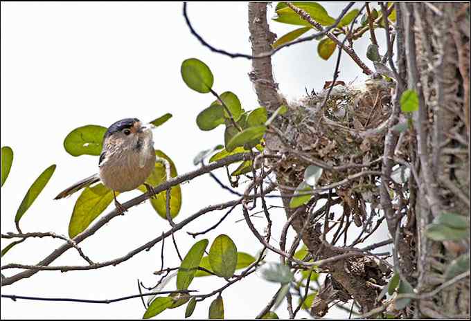 过瘾!银喉长尾山雀 过瘾!银喉长尾山雀