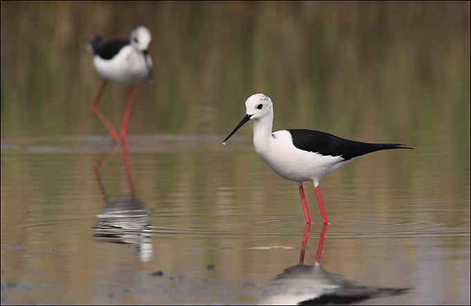 鸟越来越难拍了 鸟越来越难拍了