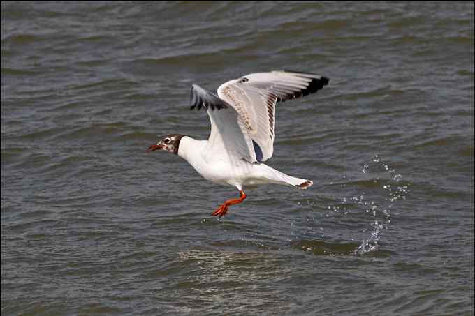 观鸟拍片 成败一瞬间