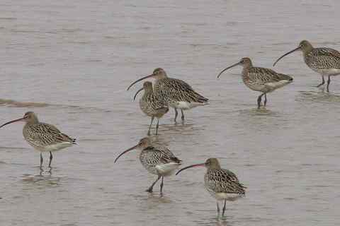 白腰杓鹬，今天的新鸟种