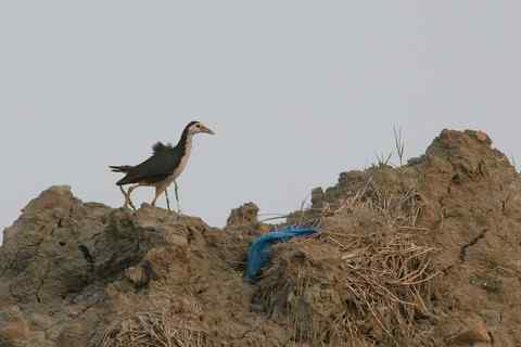 工地土堆上的白胸苦恶鸟