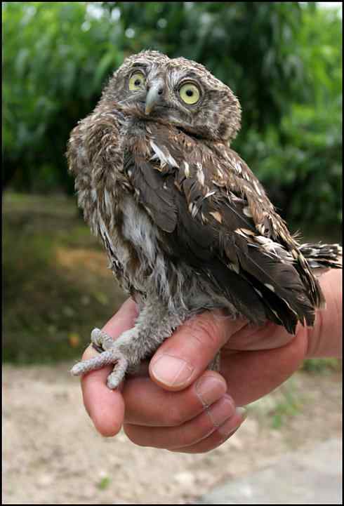 折翅的斑头鸺鹠