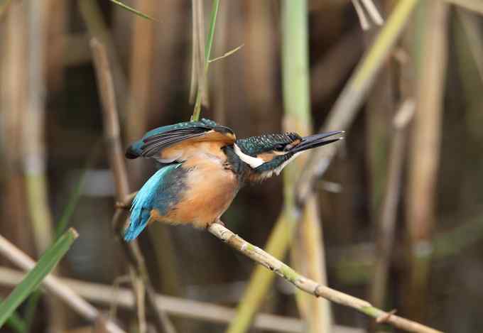 小小翠鸟,哥俩好,真可爱 小小翠鸟,哥俩好,真可爱